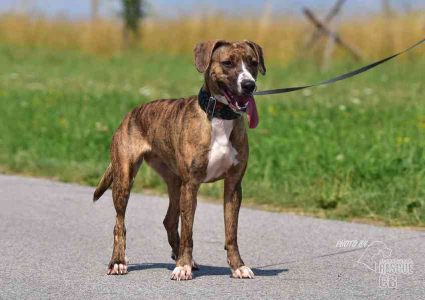 Darujeme nalezenou fenu křížence