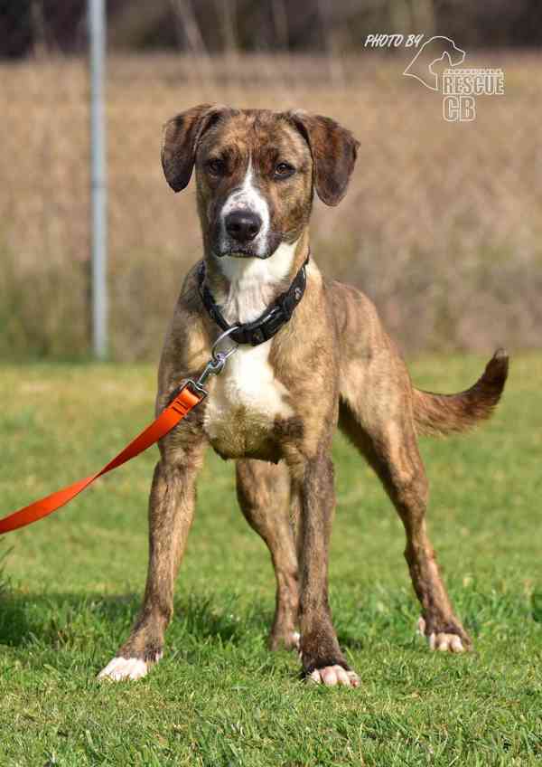 Darujeme nalezenou fenu křížence - foto 12