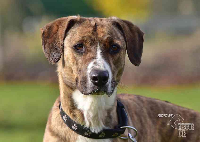 Darujeme nalezenou fenu křížence - foto 16