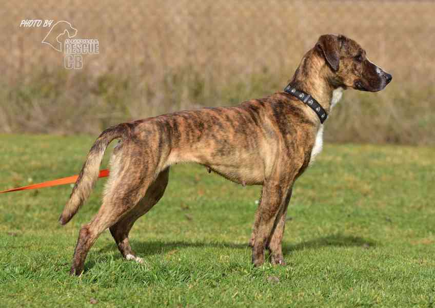 Darujeme nalezenou fenu křížence - foto 13