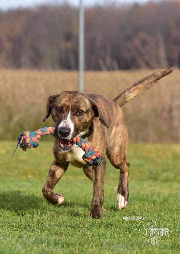 Darujeme nalezenou fenu křížence - foto 15