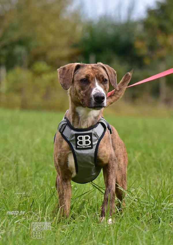 Darujeme nalezenou fenu křížence - foto 8