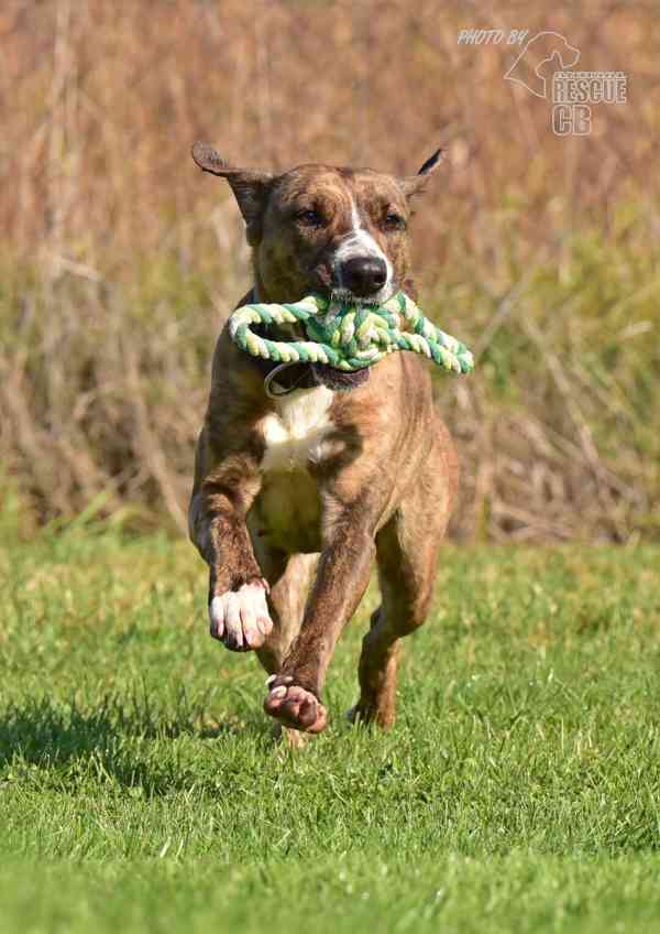 Darujeme nalezenou fenu křížence - foto 10