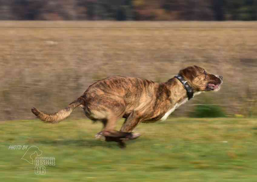 Darujeme nalezenou fenu křížence - foto 11