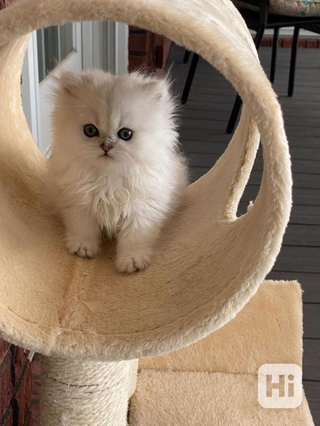  Zdarma perská koťátka k adopci   - foto 1