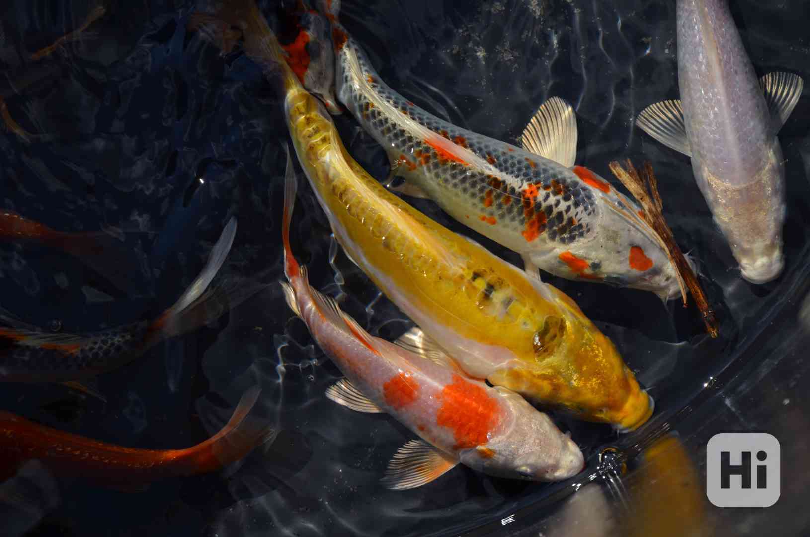 Prodám koi kapry  - foto 1