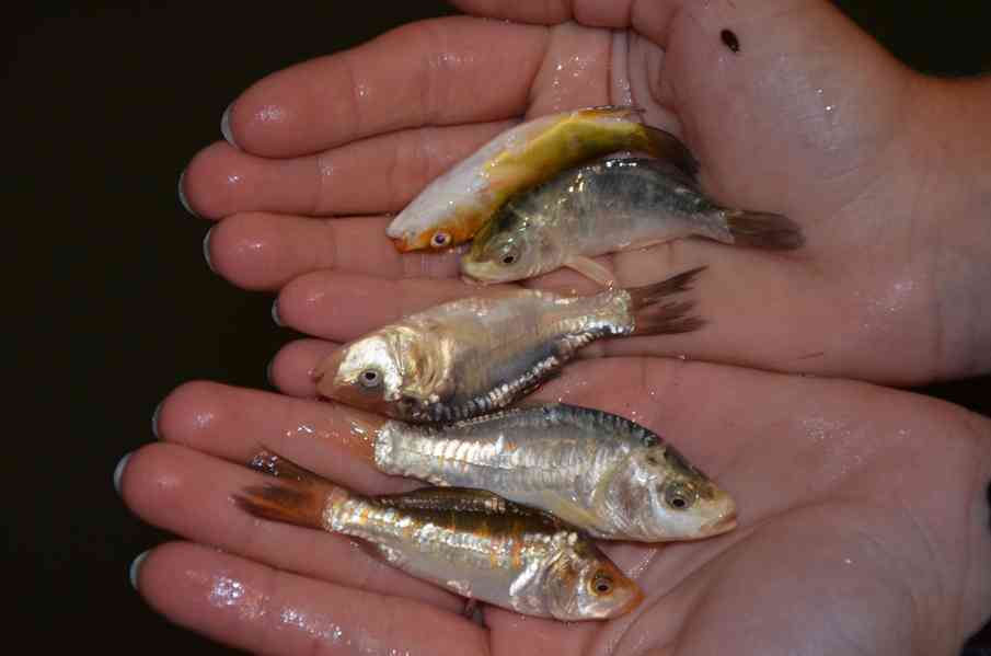 Prodám koi kapry  - foto 2