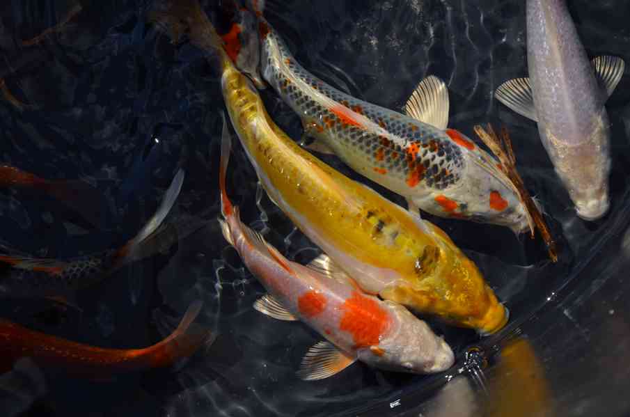 Prodám koi kapry  - foto 1