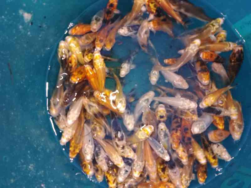 Prodám koi kapry  - foto 4