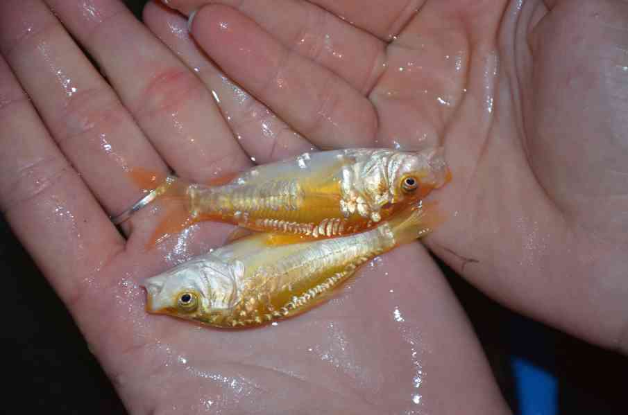 Prodám koi kapry  - foto 3