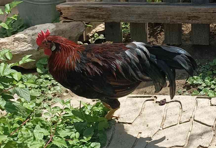 Kohouti  - foto 2