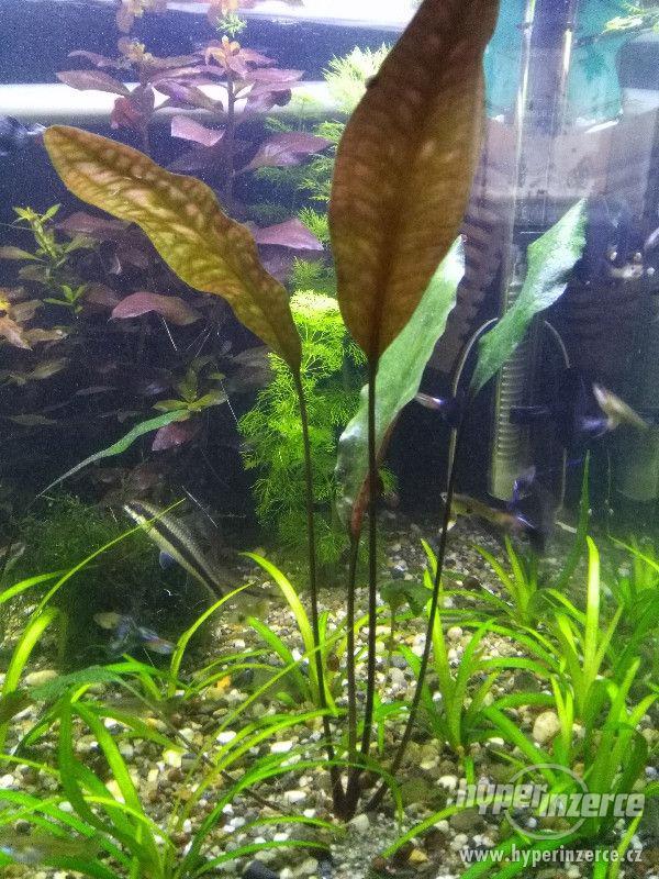 Akvarijní rostliny - foto 3