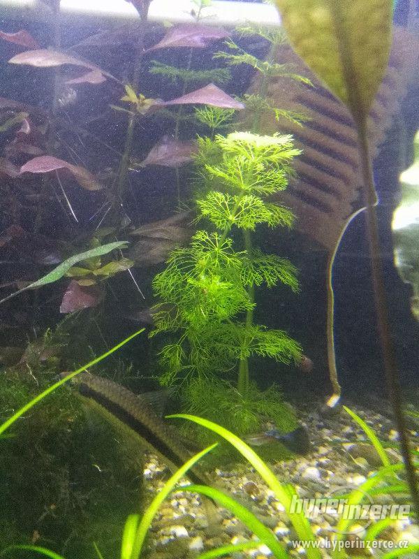 Akvarijní rostliny - foto 4