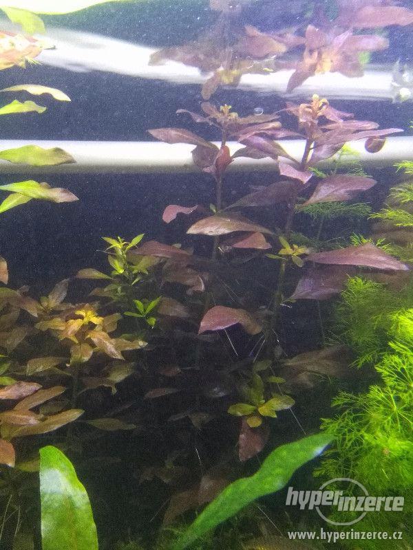 Akvarijní rostliny - foto 5