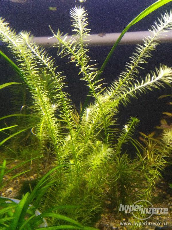 Akvarijní rostliny - foto 6
