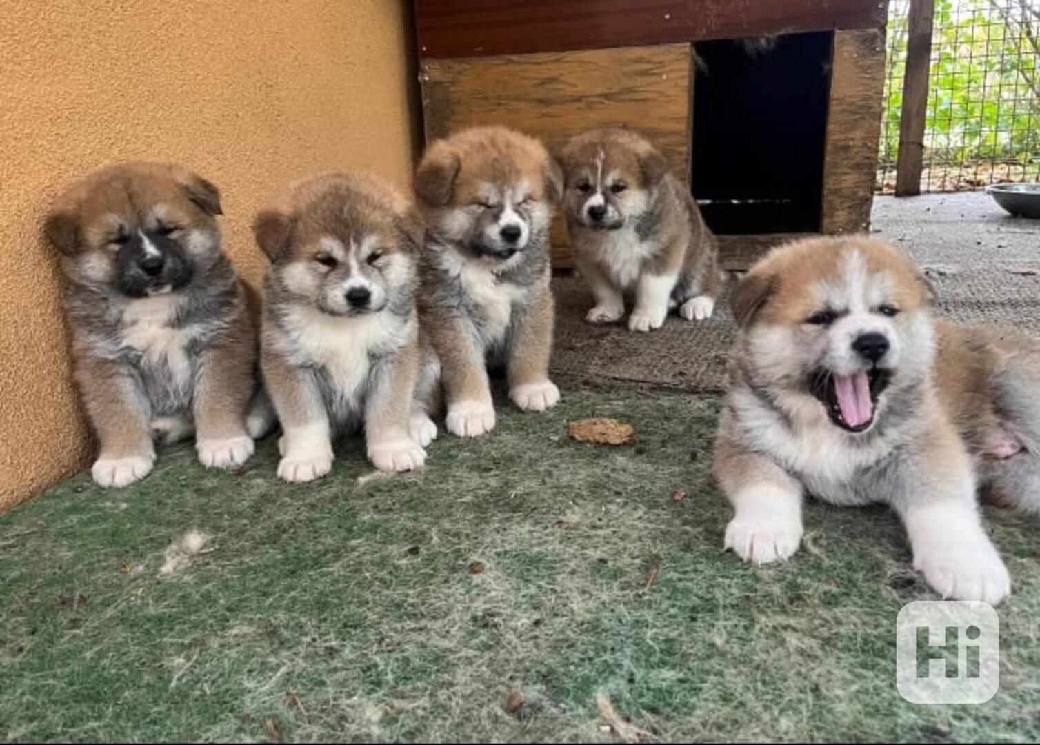 Štěňata Akita Inu - foto 1