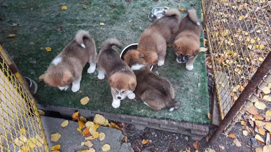 Štěňata Akita Inu - foto 2