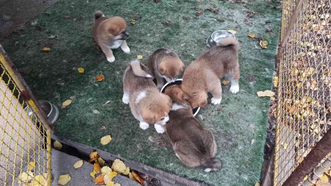 Štěňata Akita Inu - foto 3