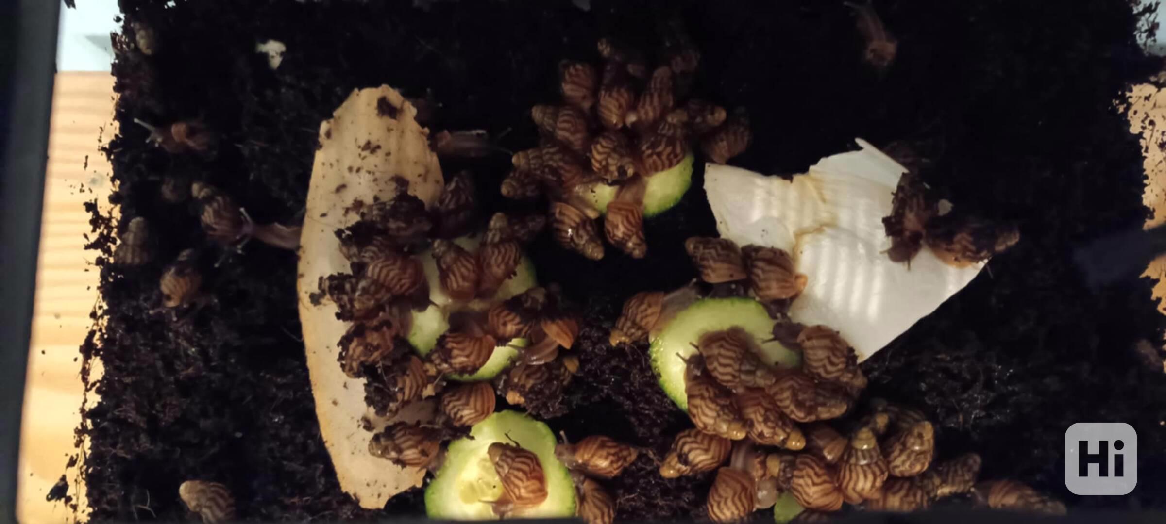 Mláďata afrických šneků - lissachatina reticulata - foto 1
