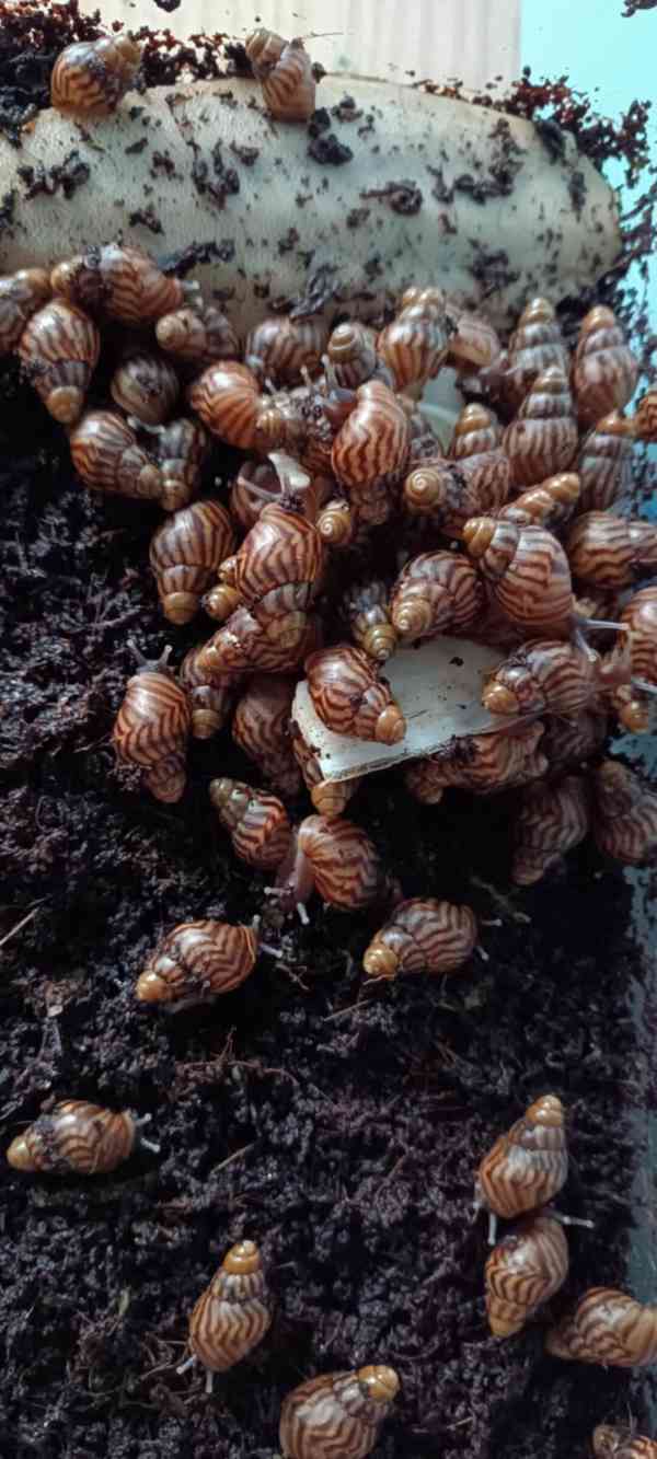 Mláďata afrických šneků - lissachatina reticulata - foto 2