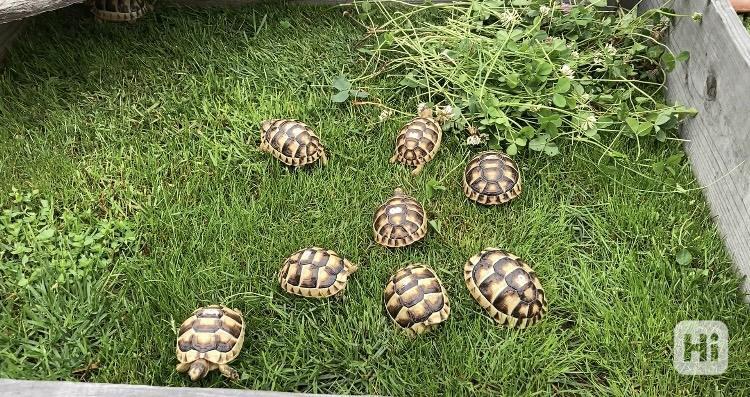 želva vroubená - testudo marginata  - foto 1