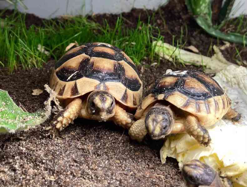 želva vroubená - testudo marginata  - foto 3