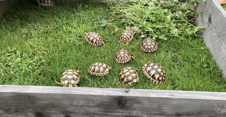 želva vroubená - testudo marginata  - foto 2