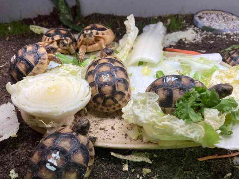 želva vroubená - testudo marginata  - foto 4