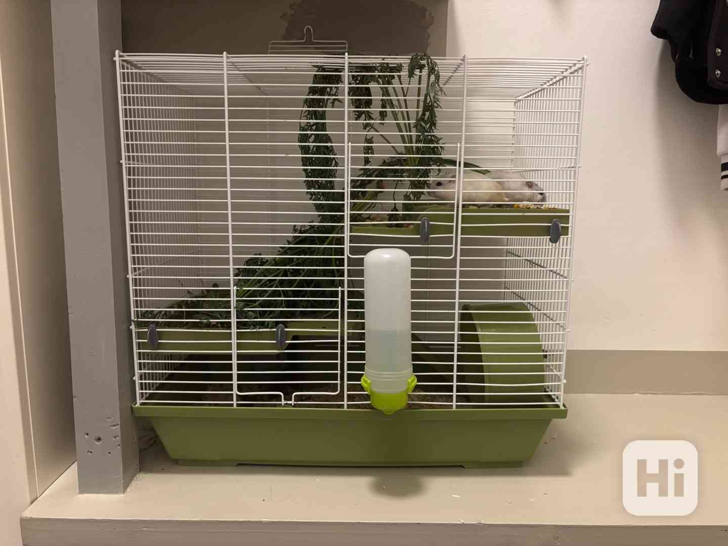 Křečci + klec s kompletní vybavou - foto 1