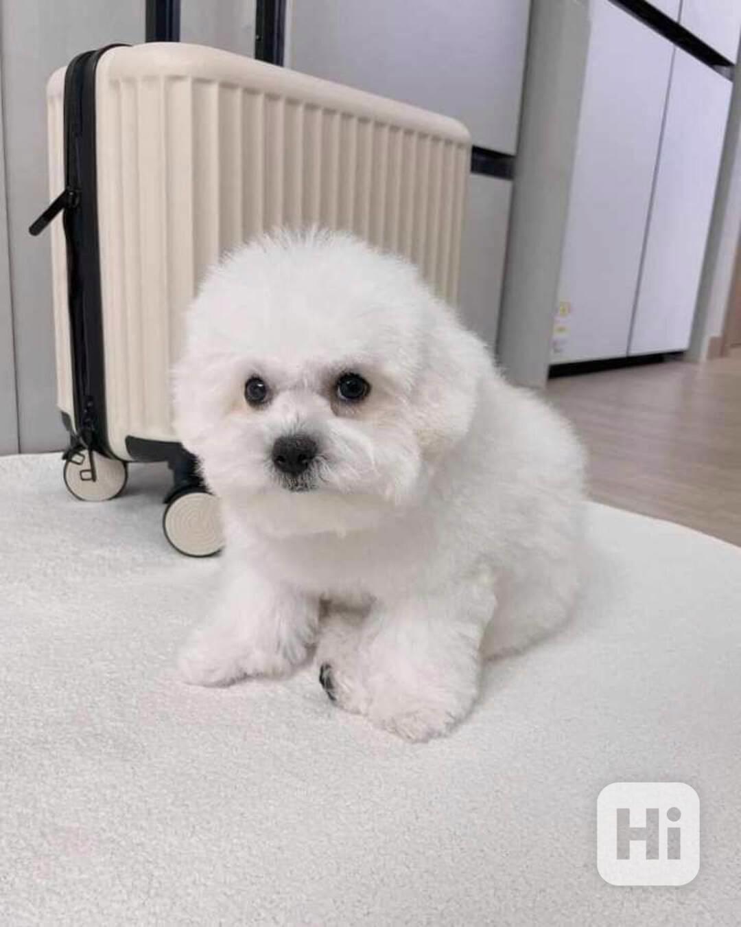 Bišonek na prodej - foto 1