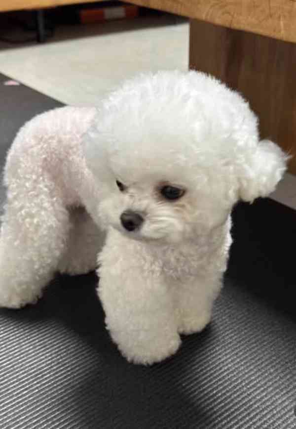 Bišonek na prodej - foto 3