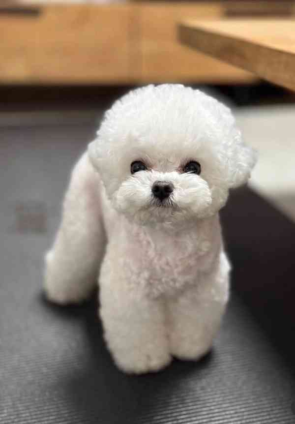 Bišonek na prodej - foto 2