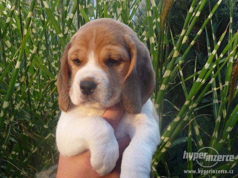 Poslední pejsek a fenka beagle (bígl) - foto 1