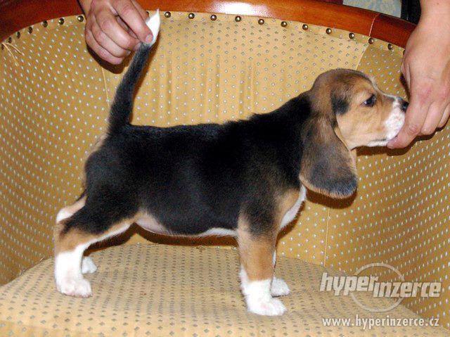 Poslední pejsek a fenka beagle (bígl) - foto 2