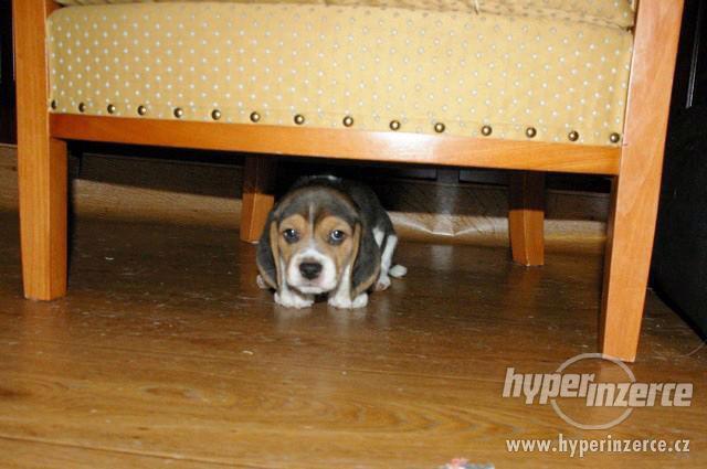 Poslední pejsek a fenka beagle (bígl) - foto 3