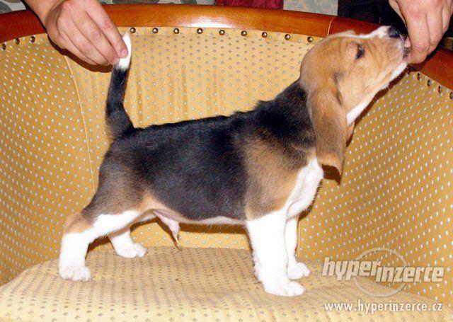 Poslední pejsek a fenka beagle (bígl) - foto 4