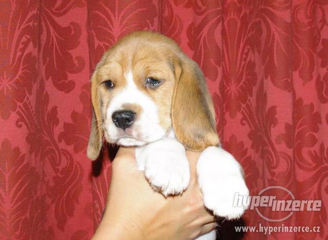 Poslední pejsek a fenka beagle (bígl) - foto 5
