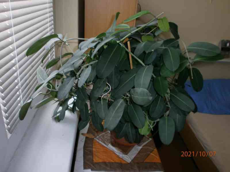 Věncovec květnatý za 350 Kč - foto 2