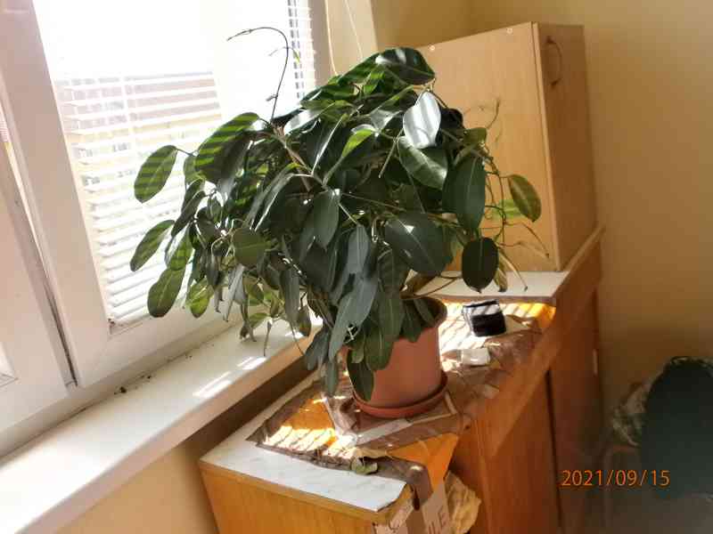 Věncovec květnatý za 350 Kč - foto 1