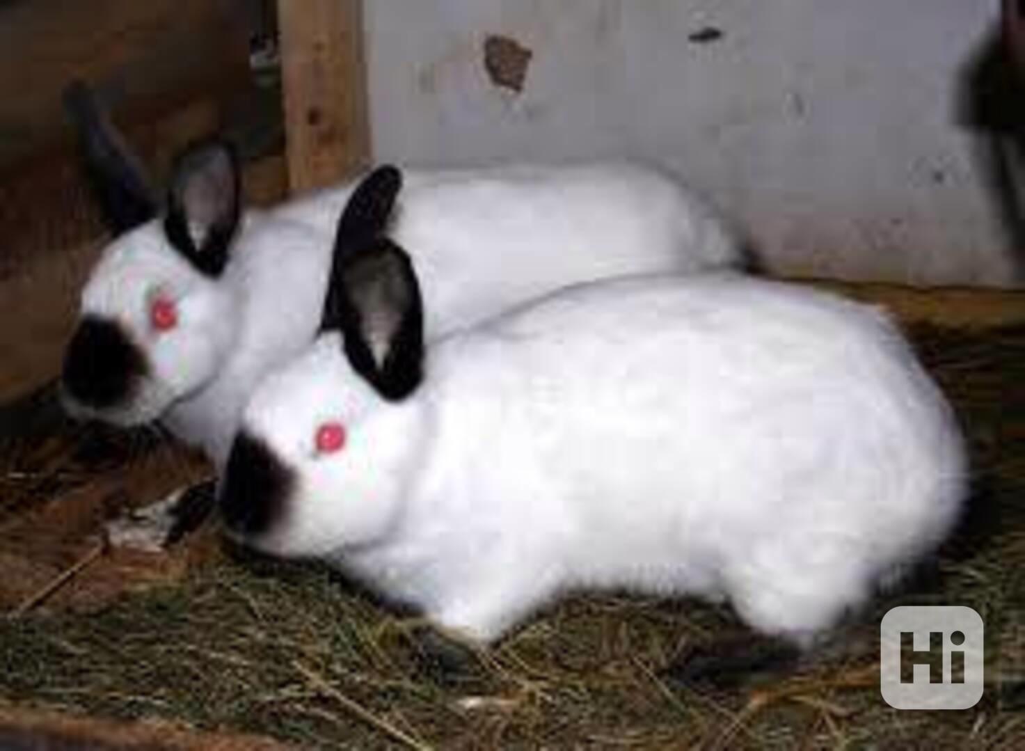 Prodej králíků - foto 1