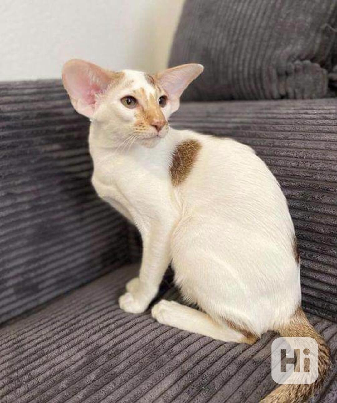 Sladké rozkošné orientální krátkosrsté kotě k adopci - foto 1