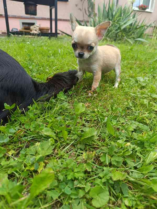 Prodej štěňátka čivavy  - foto 4