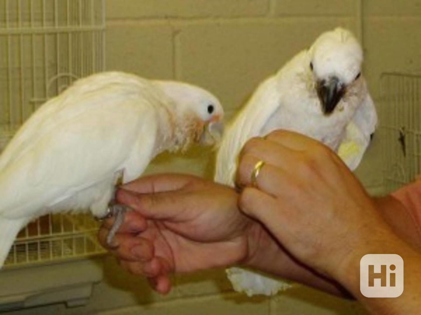 Deštníkový kakadu k adopci - foto 1