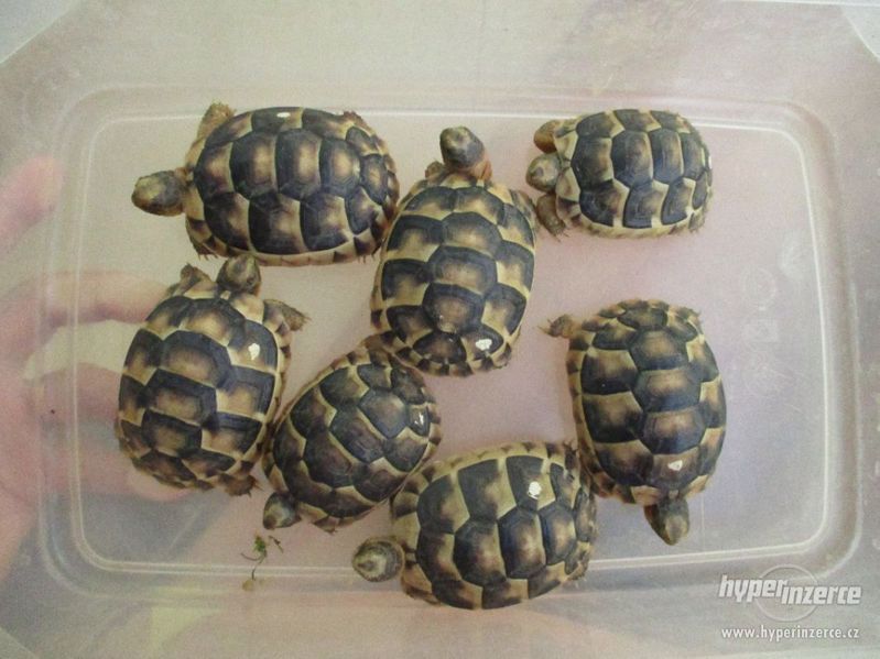 Želva vroubená - Testudo marginata - foto 1