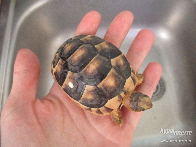Želva vroubená - Testudo marginata - foto 2