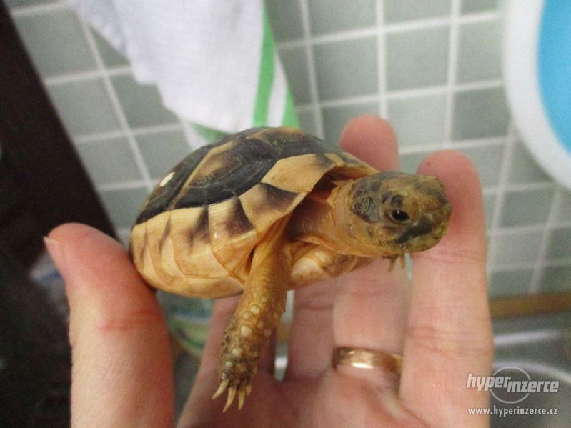 Želva vroubená - Testudo marginata - foto 3