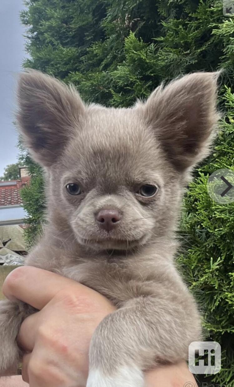 Koupím štěně čivavy dlouhosrsté  - foto 1