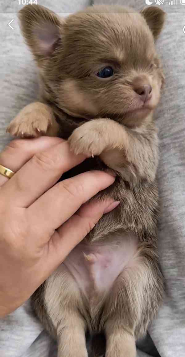 Koupím štěně čivavy dlouhosrsté  - foto 2