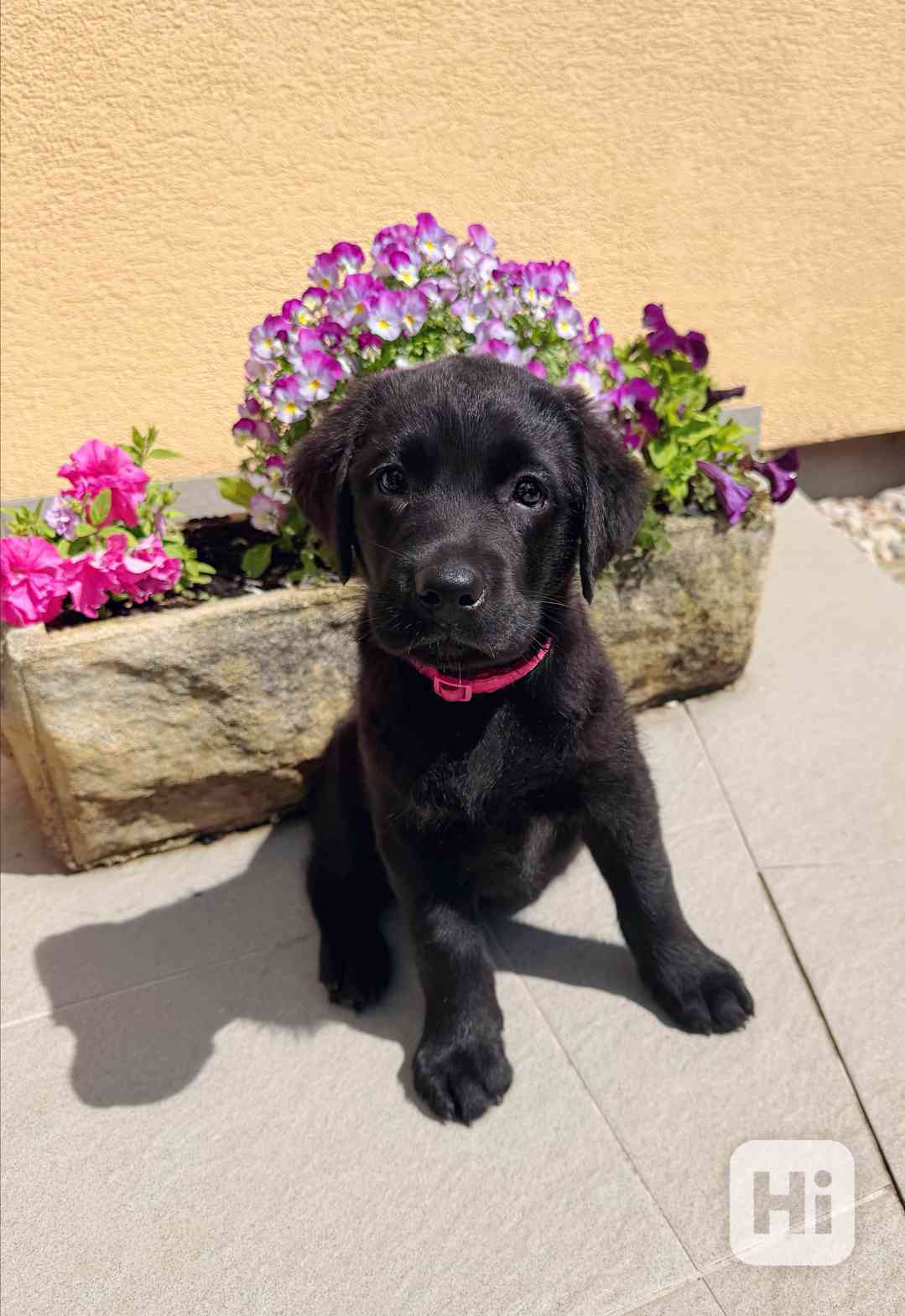 IHNED K ODBĚRU Labradorský Retriever s PP - foto 1