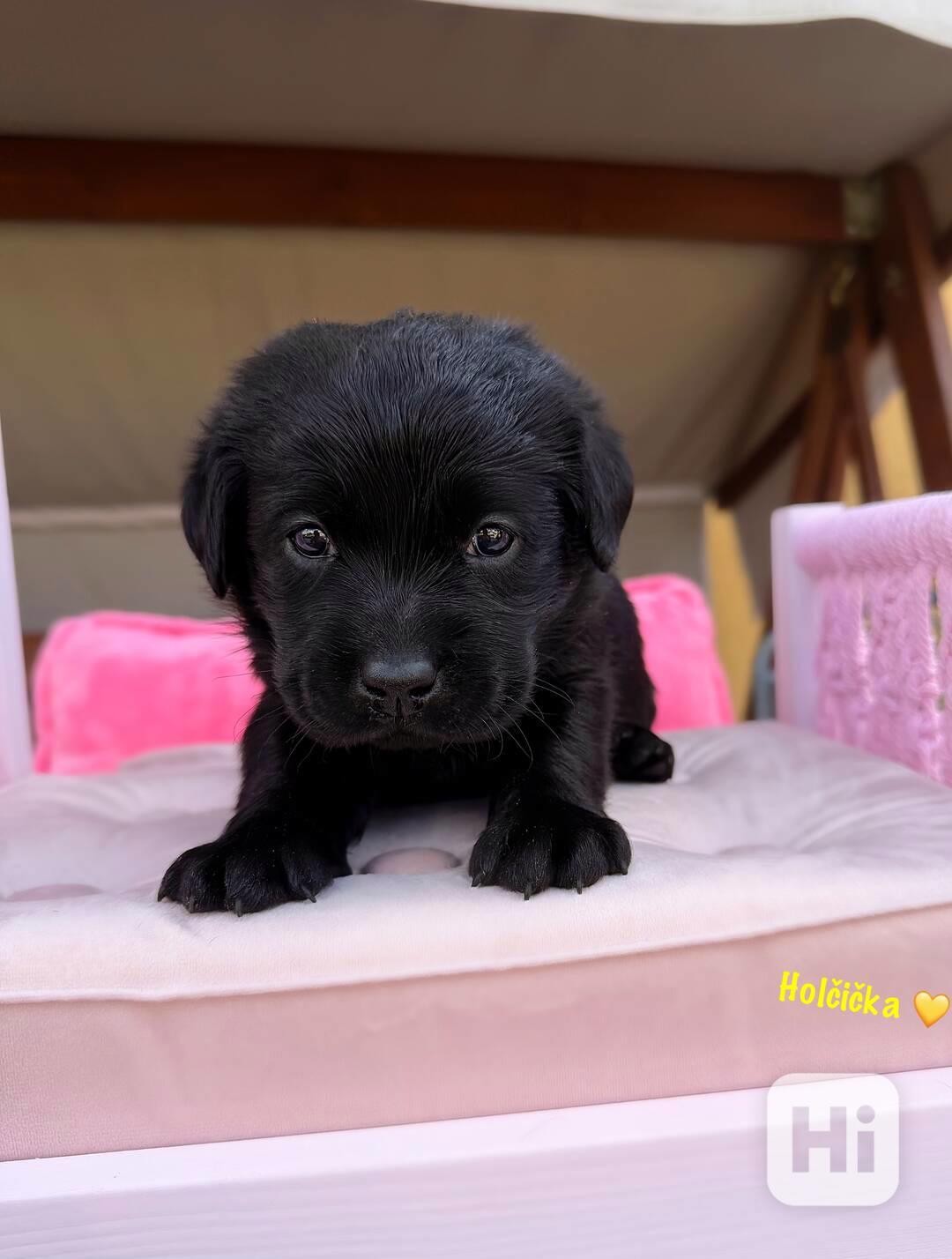REZERVACE Labradorský Retriever s PP - foto 1